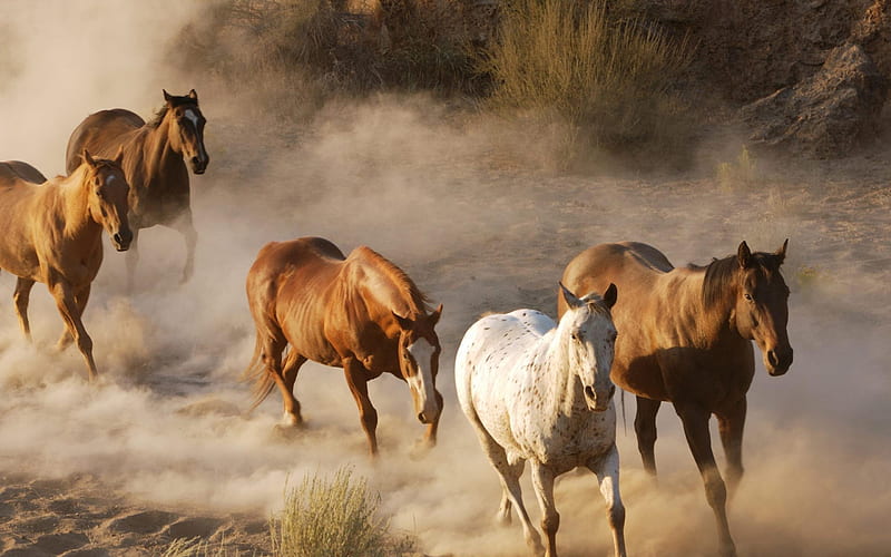 wild horses running-Animal, HD wallpaper