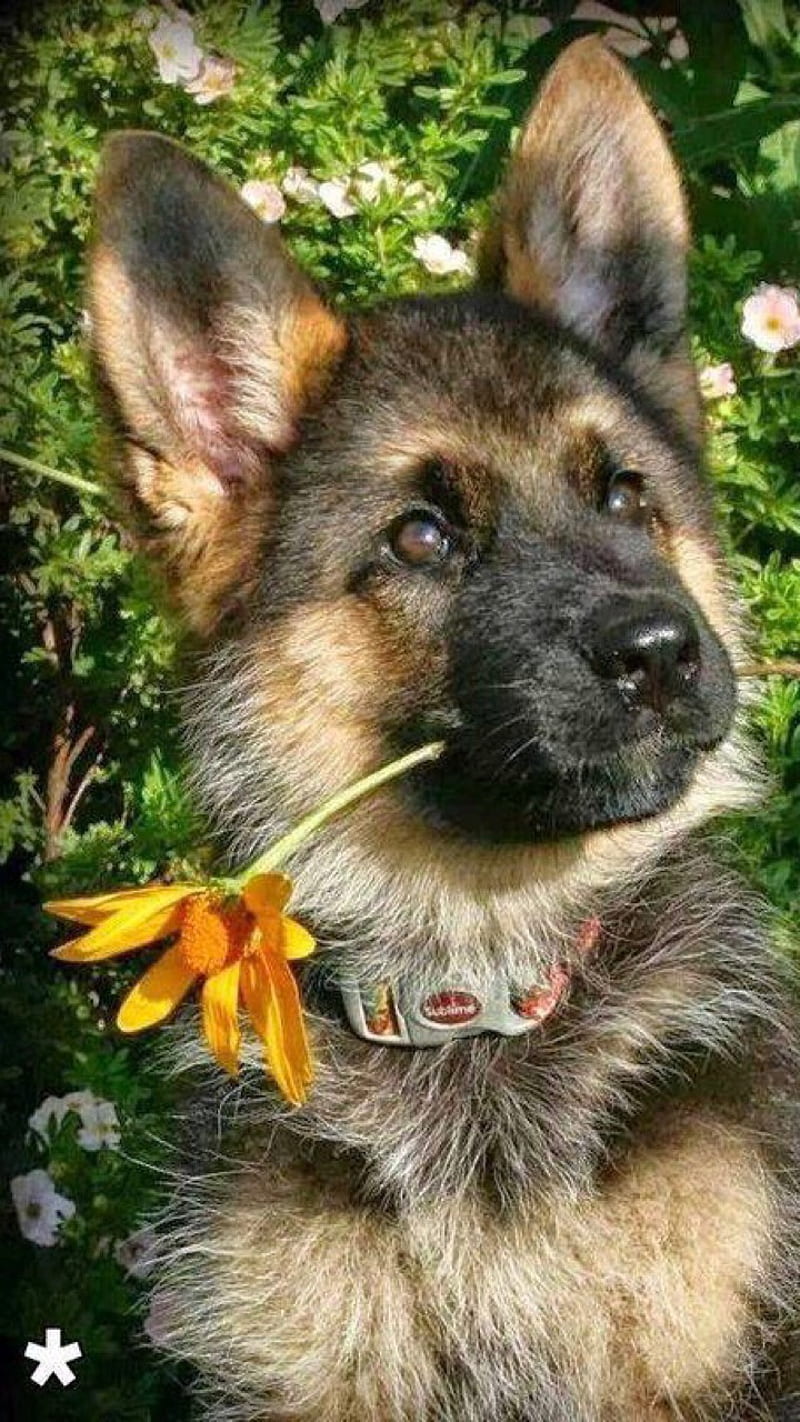 One flower, dog, shepherd, HD phone wallpaper