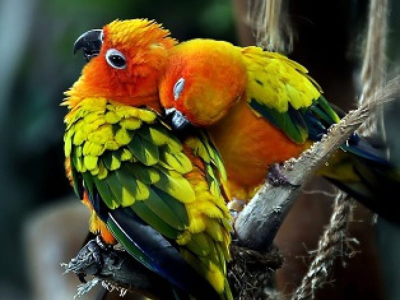 BACK MASSAGE, exotic, colourful, friendship, lorikeets, tropical, parakeets, HD wallpaper