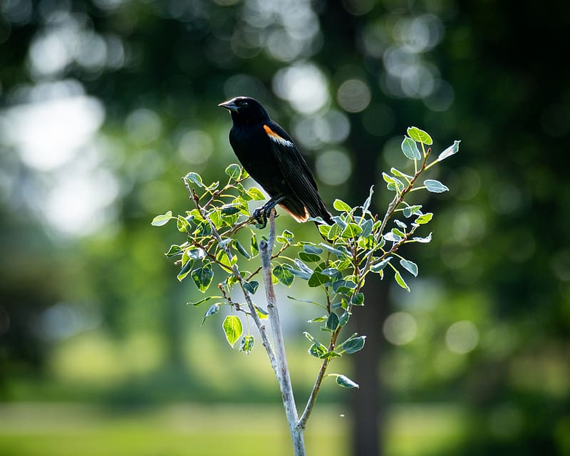 red-winged blackbird, bird, tree, blur, HD wallpaper