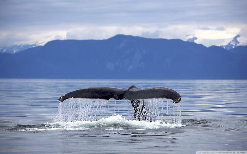 alaska humpback whale-The mysterious world of the sea, HD wallpaper