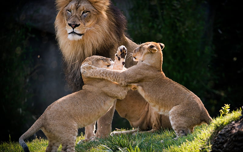small lions, fight, big lion, predators, wildlife, HD wallpaper
