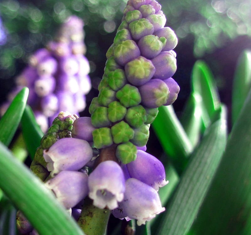 Grape hyacinth, graphy, macro, flower, flowers, nature, bonito, spring, HD wallpaper