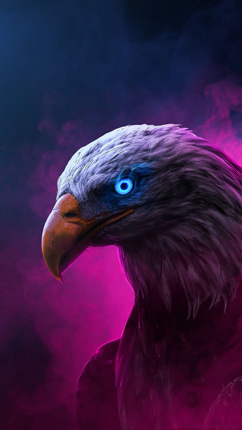 An eagle, blue eye, feather, beak, bird, animal, HD phone wallpaper