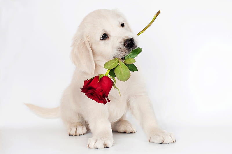For you!, red, rose, labrador, caine, valentine, animal, sweet, card, cute,  flower, HD wallpaper | Peakpx