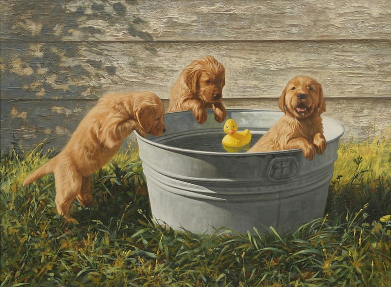 puppy bath, tub, house, water, grass, puppys, shadow, rubberduck, HD wallpaper