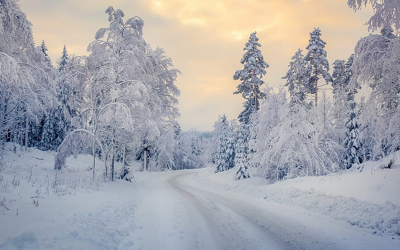winter landscape, forest, road, snow, sunset, evening, HD wallpaper