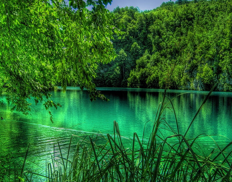 R Summer in the Lake Plitvice, Croacia, nice, calm, scenario, beauty, forests, waterscape, paisage, wood, rivers, , paysage, black, sky, trees, lagoons, water, cool, awesome, hop, bay, landscape, colorful, bonito, laguna, seasons, trunks, graphy, leaves, roots, sand, green, grove, mirror, scenery, blue amazing, lakes, transparent, clear, colors, wall, swell, leaf, pond, paisagem, plants, summer, r, colours, reflected, branches, reflections, scene, HD wallpaper