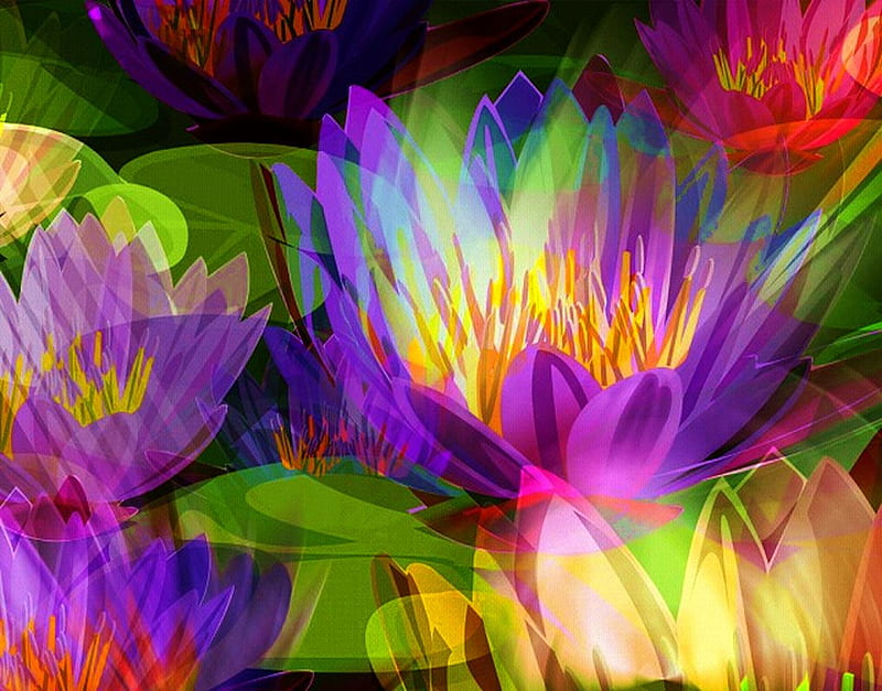 Water lilly, colorful, lilly, flowers, water, HD wallpaper