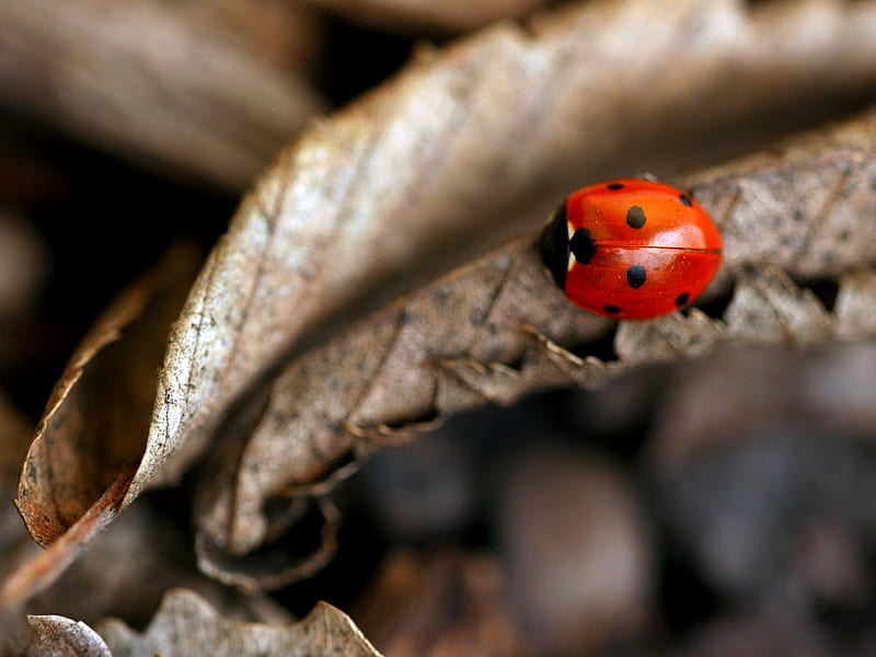 PRETTY LITTLE LADY, red, dead leaf, ladybug, graphy, close up, spots, HD wallpaper