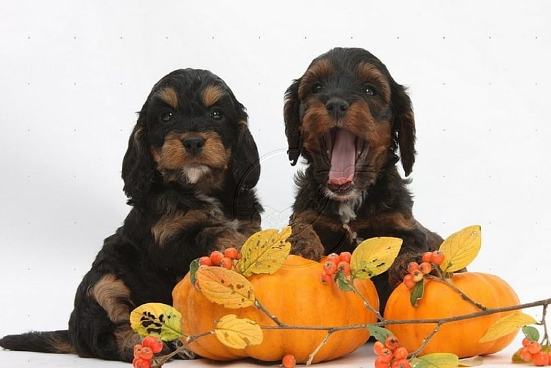 pups with pumkins, fall season, animals, dogs, pumpkins, HD wallpaper