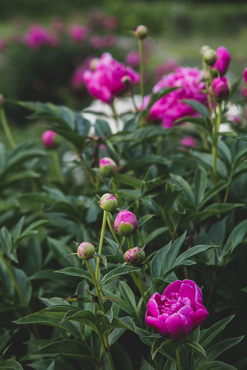peony, flower, buds, pink, plant, HD phone wallpaper
