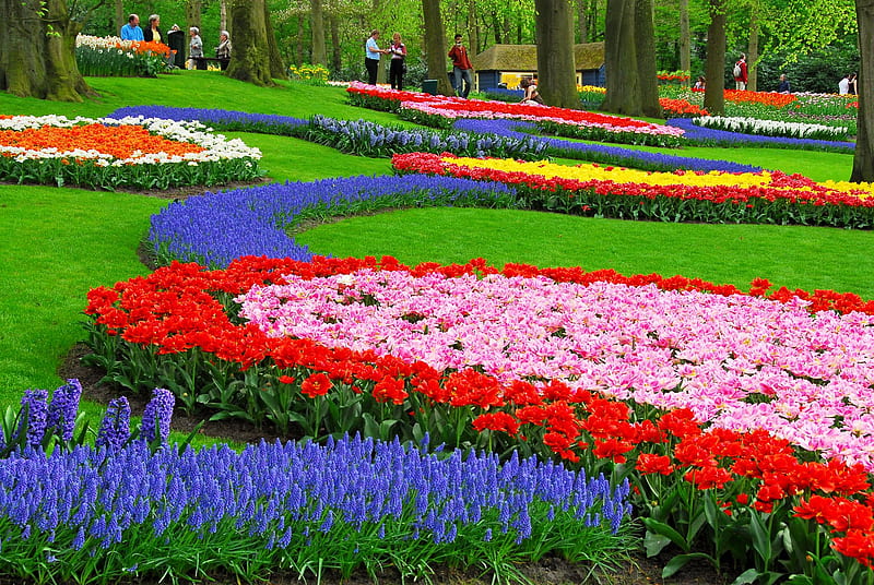 tulip garden, netherlands, amazing, garden, nature, keukenhof, tulip, HD wallpaper