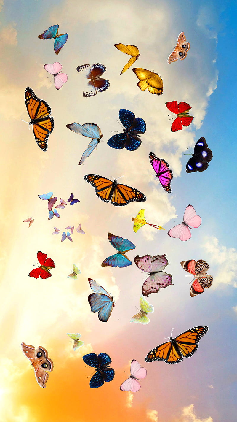 Butterfly, cloud, color, nature, sky, HD phone wallpaper