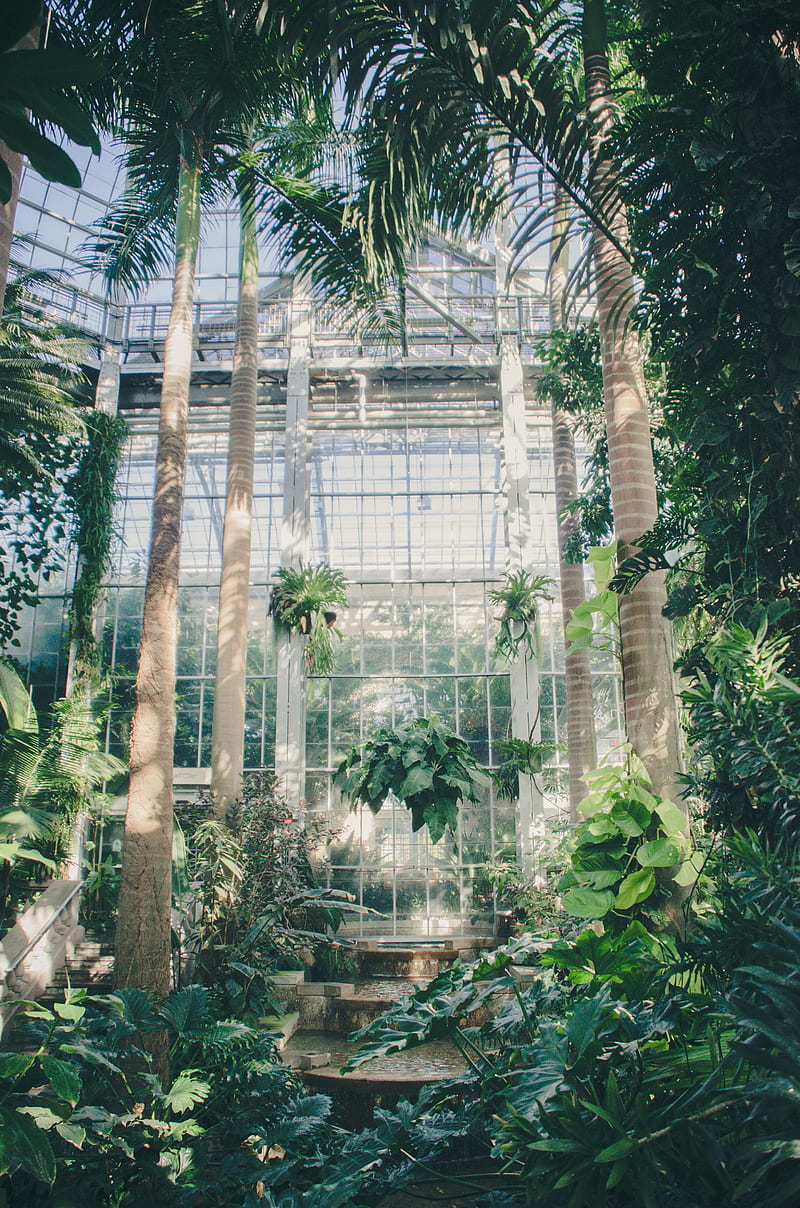 greenhouse, palm trees, plants, green, HD phone wallpaper