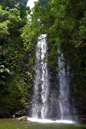 Waterfall, trees, branches, HD phone wallpaper | Peakpx