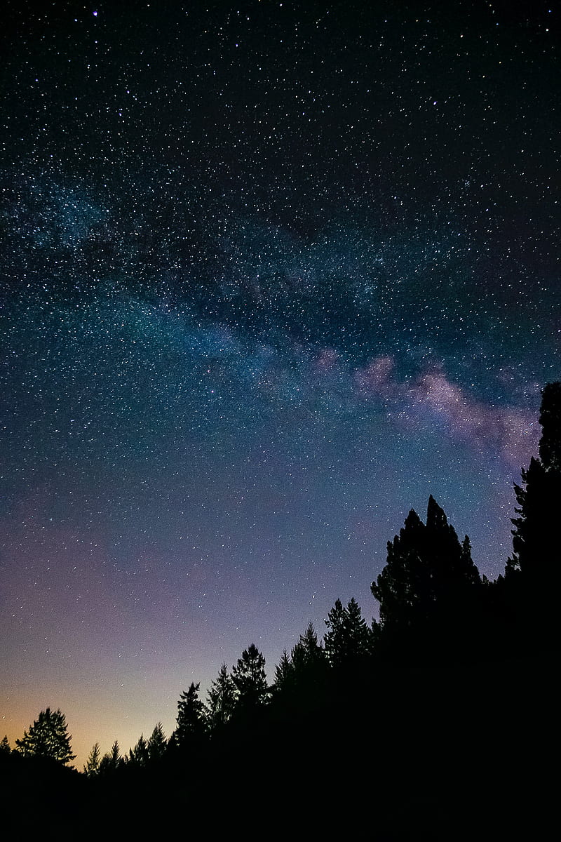 night, trees, starry sky, stars, spruce, HD phone wallpaper