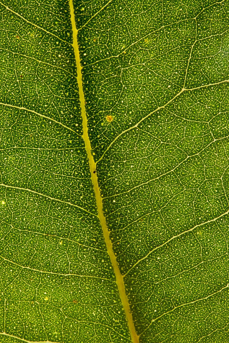 eucalyptus, leaf, macro, green, HD phone wallpaper