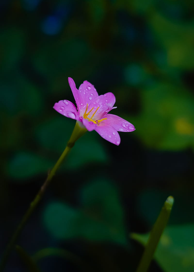purple flower in tilt shift lens, HD phone wallpaper