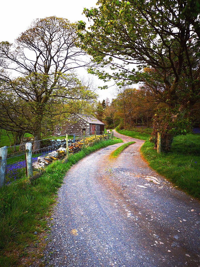 Irish Country lane, beauty, day, fall, forest, nature, rainy, road, season, weather, HD phone wallpaper