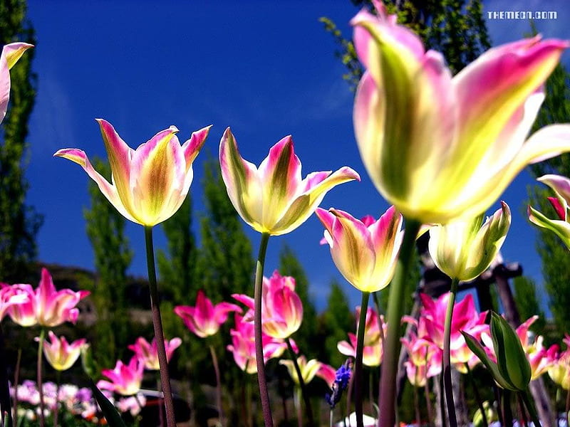 flourish tulip 1024x768.jpg, nature, spring, tulips, bloom, HD wallpaper