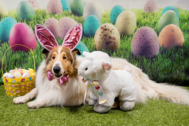 Dog Easter Pet - Resolution:, Cute Easter Dog, HD wallpaper | Peakpx