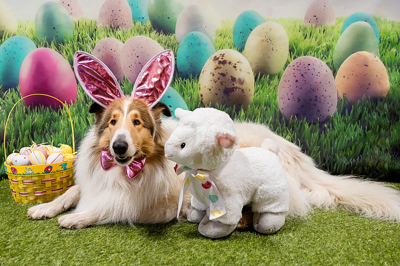 Dogs, Shetland Sheepdog, Dog, Easter, Pet, HD wallpaper
