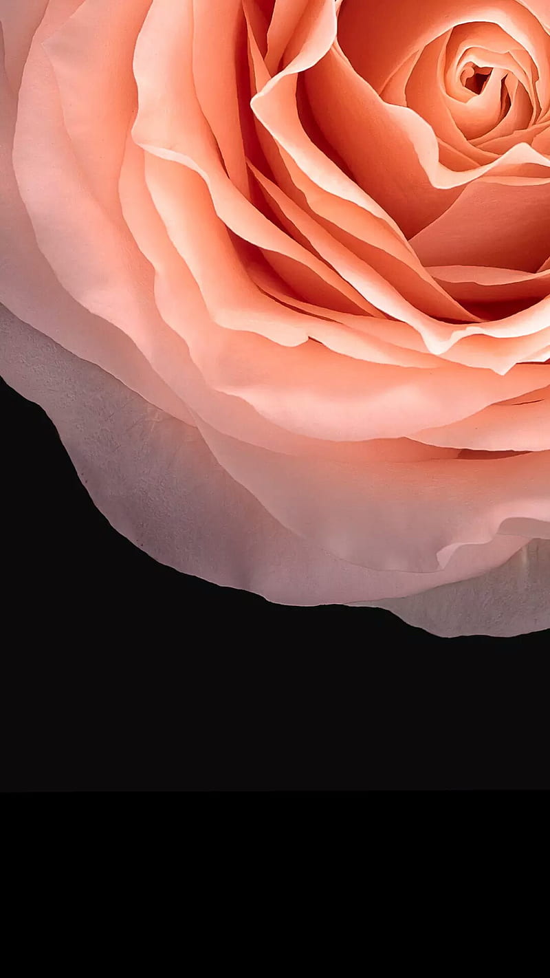 Rosa, negro, flores, rosa roja, rosa, rosa iphone, rosa tumblr, rosas, Fondo  de pantalla de teléfono HD | Peakpx