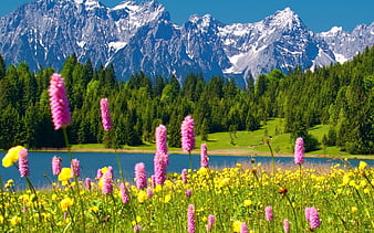 Lago jazmín, árboles, montañas, lago, flores, jazmín, Fondo de pantalla HD  | Peakpx