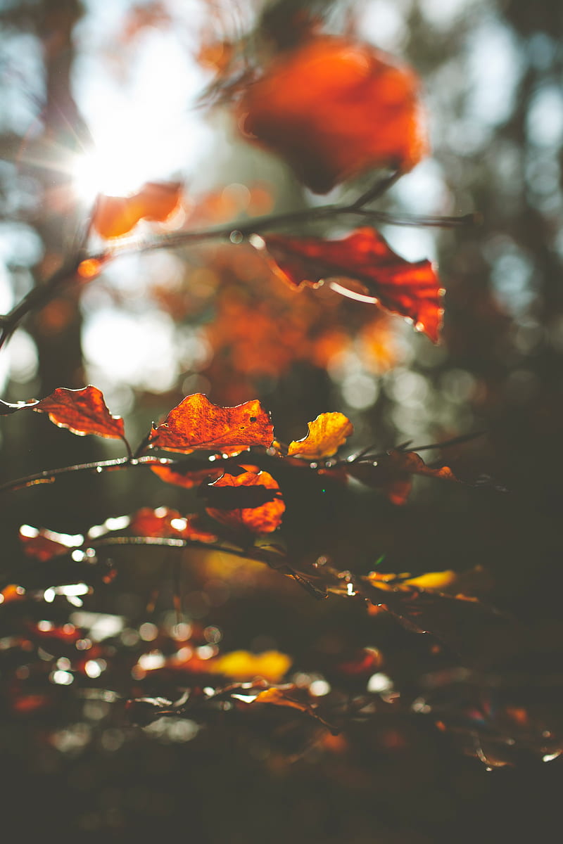 leaves, macro, branch, autumn, HD phone wallpaper