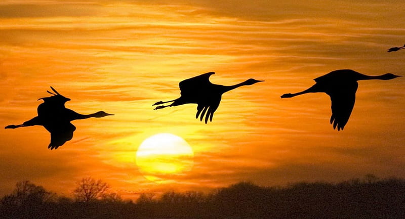 Nebraska's Sandhill Cranes, sun, flying, birds, silhouette, sky, HD wallpaper