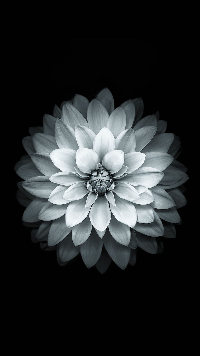 Cicek, flower, white, HD phone wallpaper