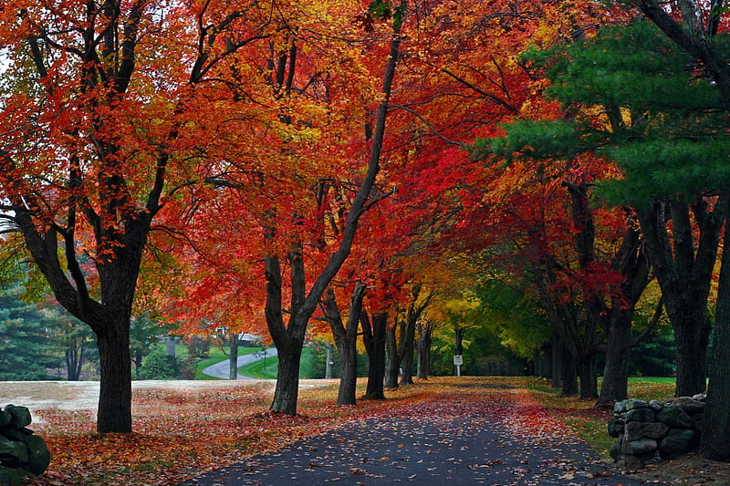 New England Driveway, fall, leaves, usa, colors, trees, street, HD wallpaper