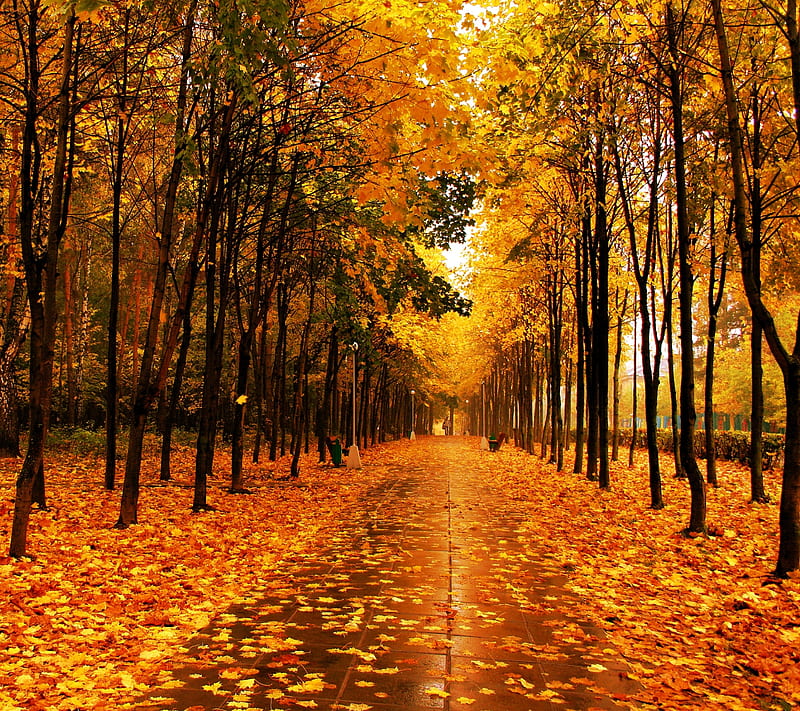 Autumn landscape, fall, forest, orange, season, yellow, HD wallpaper