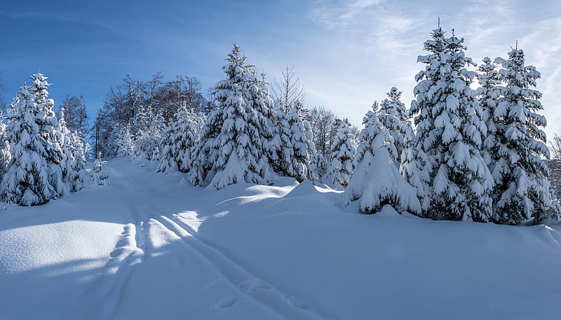 Snowy Winter Day in Black Forest, sunshine, sky, Germany, pinetrees, snow, HD wallpaper