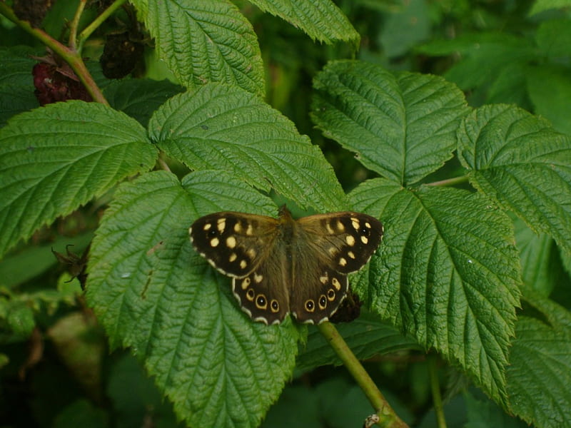Speckled wood butterfly, butterfly, green, brown, plant, speckled, wood, animal, HD wallpaper