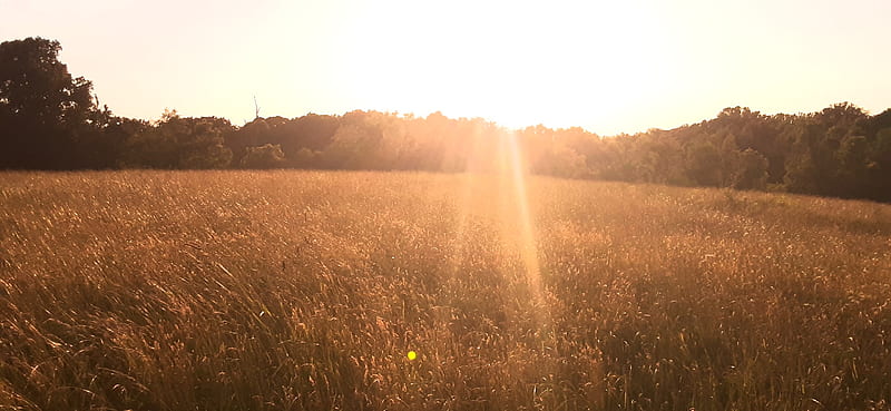 Sunny field, hayfield, HD wallpaper