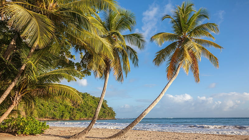 Saint David Beach, Grenada, sea, sky, caribbean, palm trees, landscape, HD wallpaper