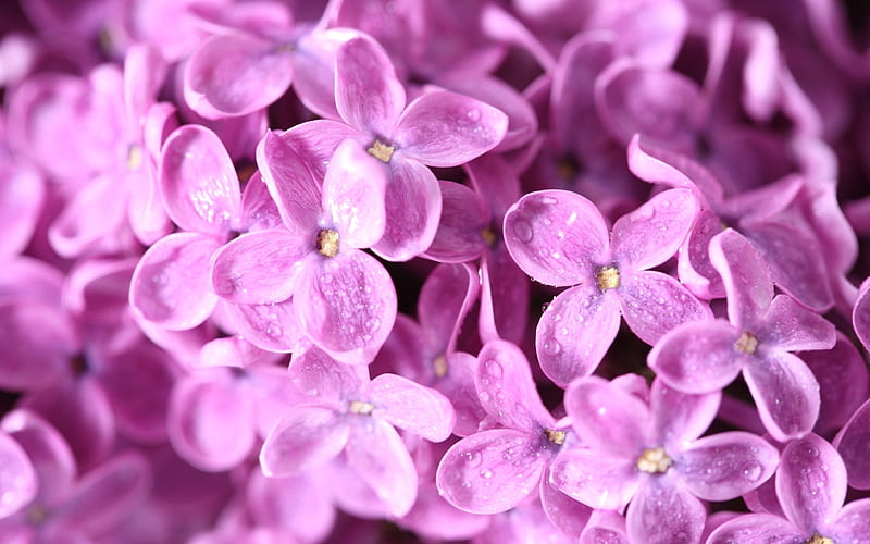Lila, flores, naturaleza, lilas, púrpura, Fondo de pantalla HD | Peakpx