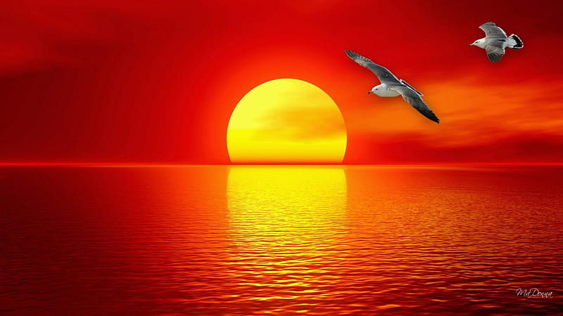 Sunset Over the Sea, cloud, sun, ocean, birds, sky, sea, water, reflection, gulls, HD wallpaper