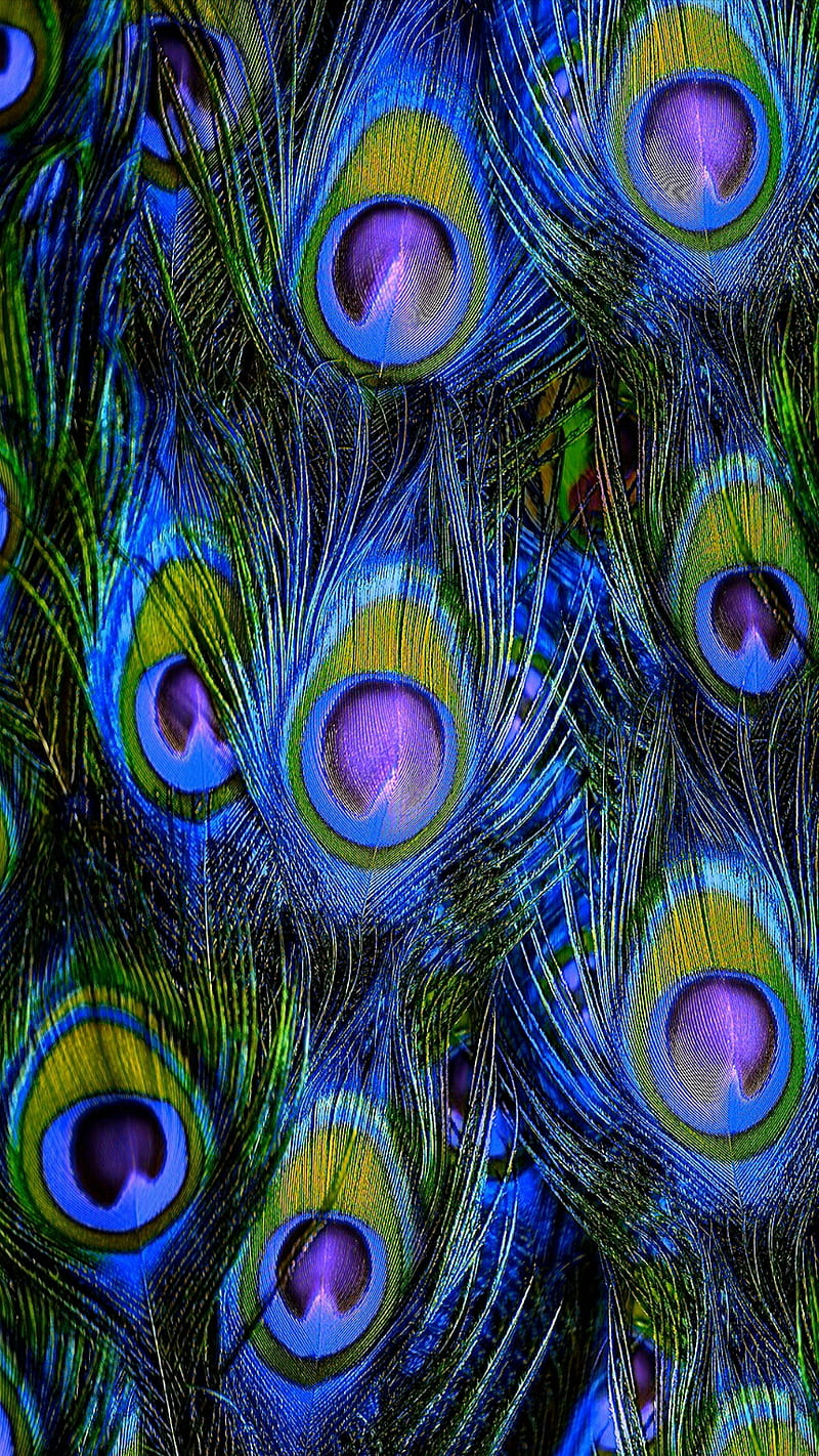 Peacock feathers, bird, colorful, feather, HD phone wallpaper