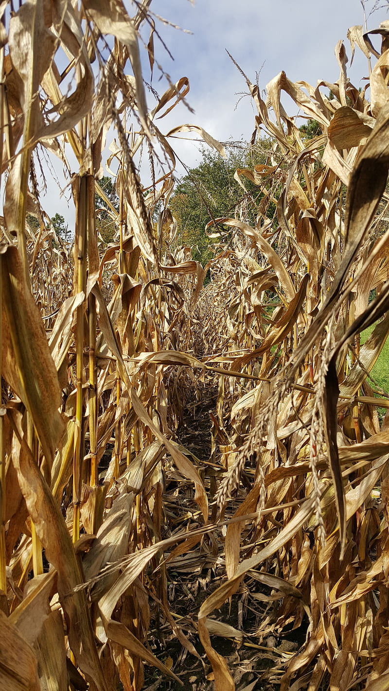 Corn field , fall, harvest, corn, cold field, yellow, nature, farm, windy, HD phone wallpaper