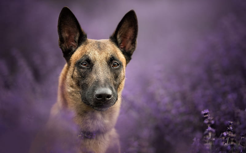 Belgian Malinois, lavender, cute animals, pets, close-up, dogs, Belgian Malinois Dogs, HD wallpaper
