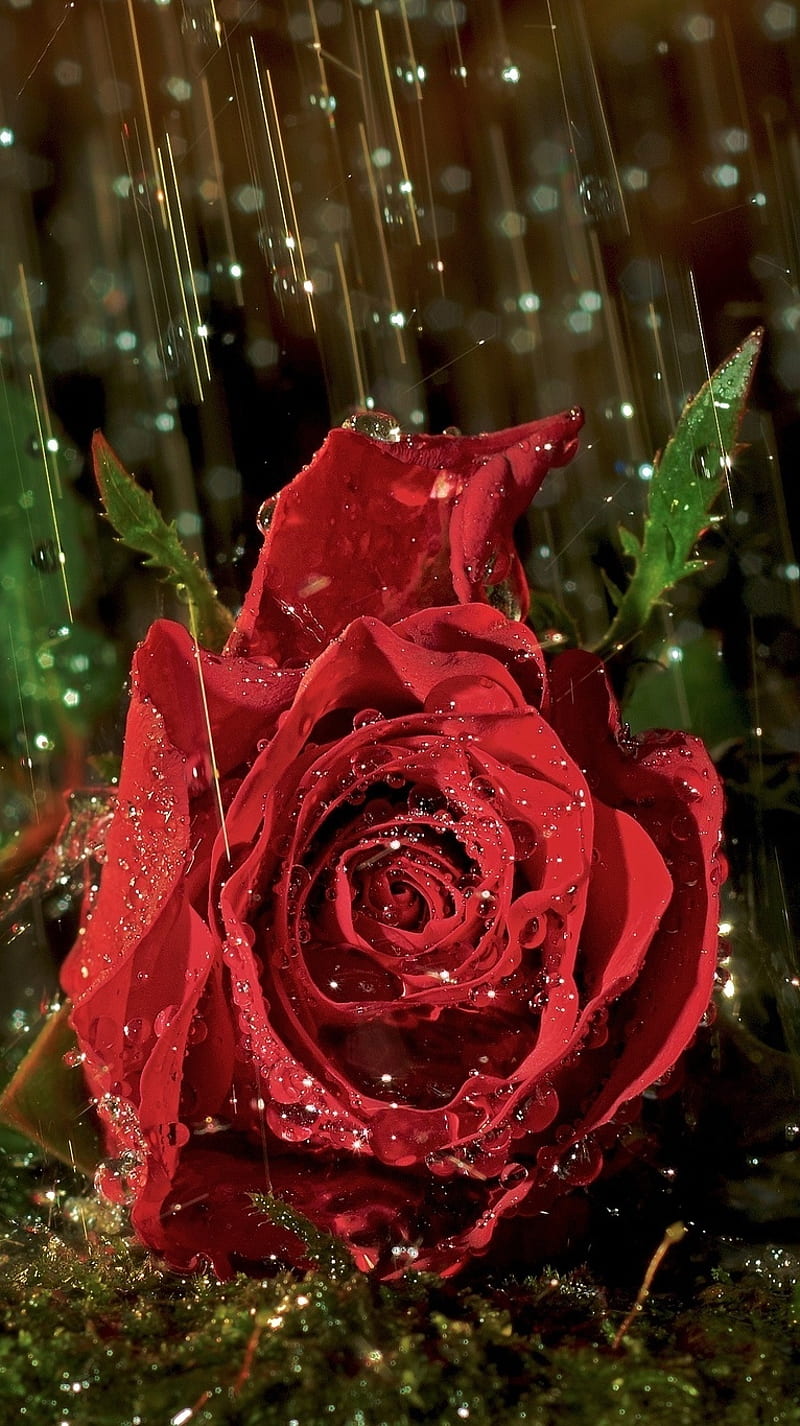 Rain Rose, 2017, boy, couple, flower, girl, kiss, love, red, romance, HD phone wallpaper