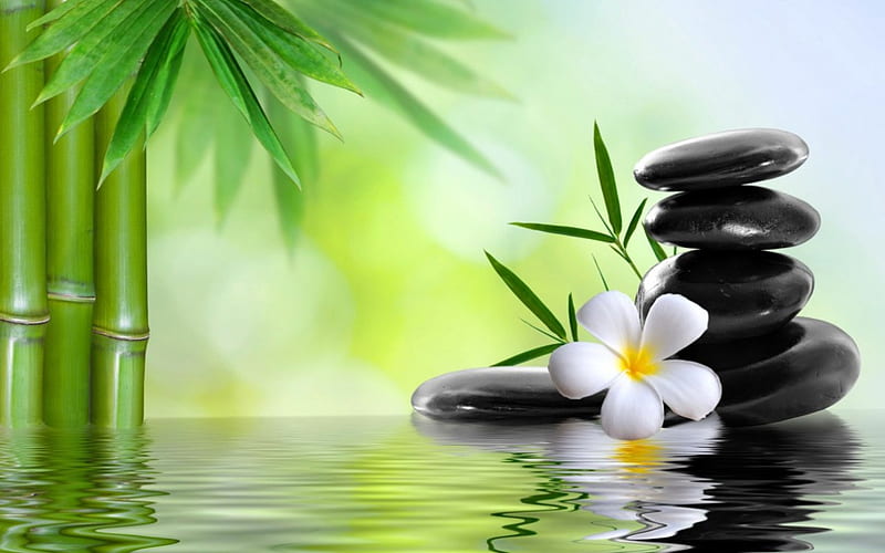 Relaxation, water, stones, plumeria, spa, relaxing, bamboo, HD wallpaper