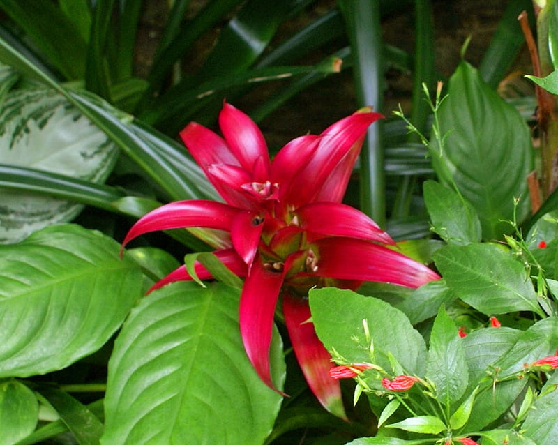 Flor tropical roja, rojo, plantas, flor, lirio, tropical, Fondo de pantalla  HD | Peakpx