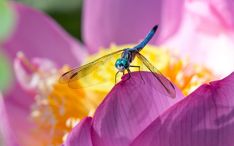 Dragonfly, peony, nature, insect, lotus, macro, libelula, pink, flower, yellow, HD wallpaper