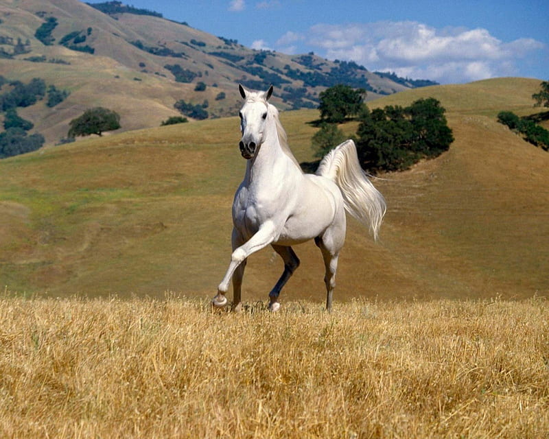 WHITE HORSE, mountain, runs, horse, hill, field, HD wallpaper