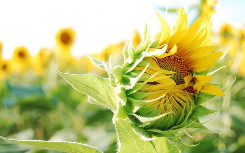 Shy Flower., the, seems, sunflower, shy, HD wallpaper