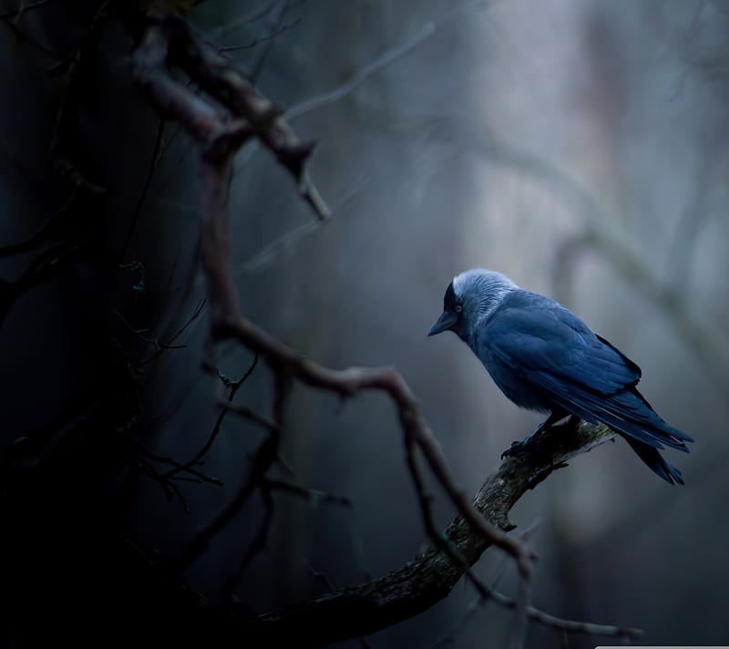 Jackdaw the Bird, animal, blue, dark, HD wallpaper
